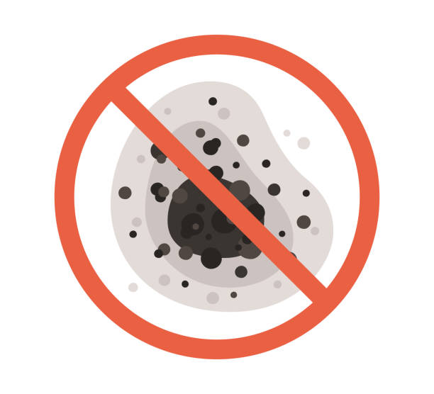 Best Basement Mold Removal  in Miami Heights, OH