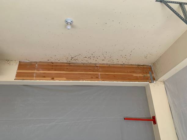 Best Mold Odor Removal Services  in Miami Heights, OH